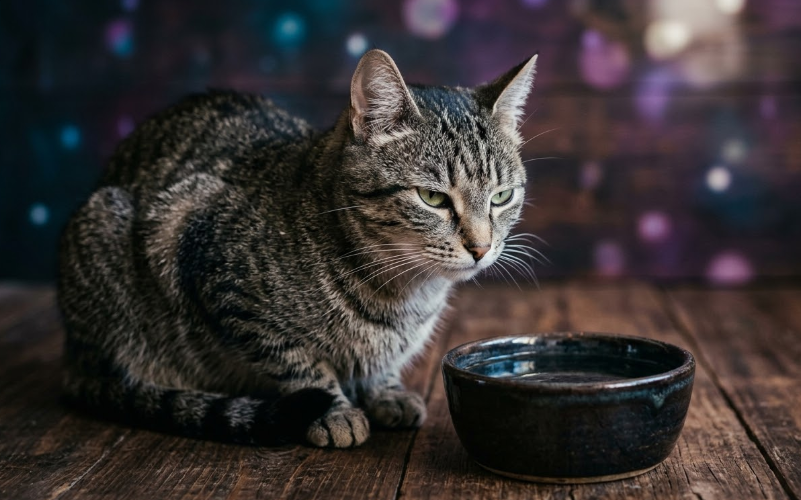  Por que meu gato não bebe água? Tudo que você precisa saber